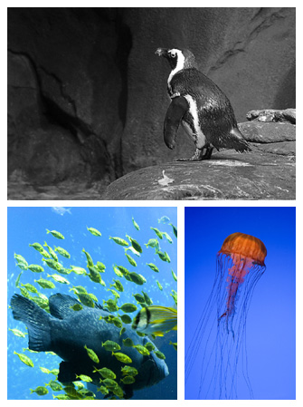 Visit the Georgia Aquarium web site >>